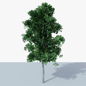 3D Lowpoly Birch Tree v1
