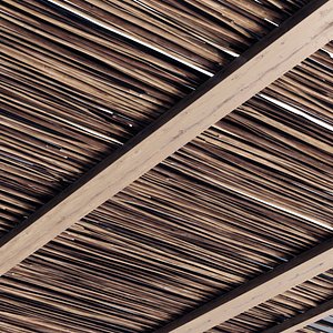 ceiling branch sang 3D