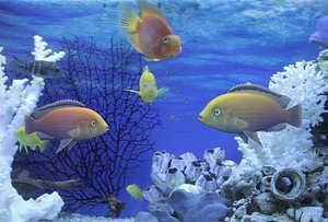 Fishes talks