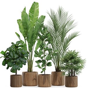 Plants collection 563 3D model