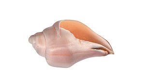 3D Conch Shell v5 model