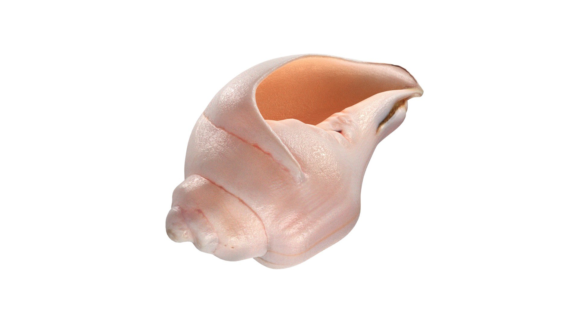 3D Conch Shell V5 Model - TurboSquid 2370733