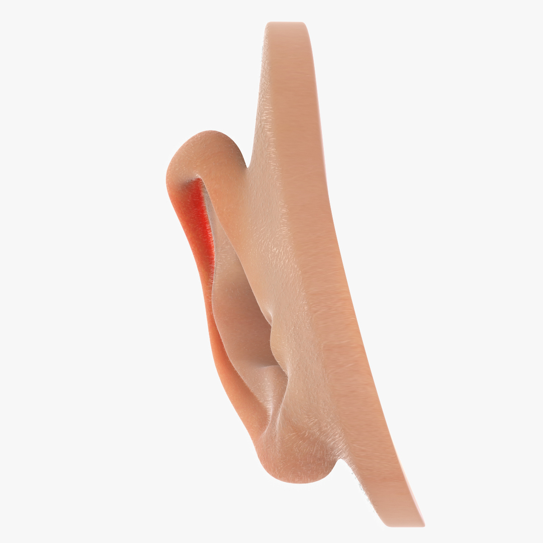 max realistic human ear max7 https://p.turbosquid.com/ts-thumb/UZ/5FYZEr/XIkyXQaj/360/jpg/1402049895/1920x1080/turn_fit_q99/6a610e05b803fb1147544e5c132d77e6d42f62d7/360-1.jpg