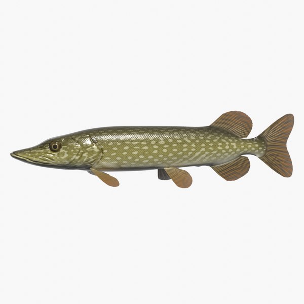 Pike Fish glTF Models for Download | TurboSquid