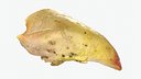 Roasted Chicken Breast
