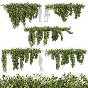 Realistic  - Vol 622 - 3d plant model - Ivy - Creeping 3D