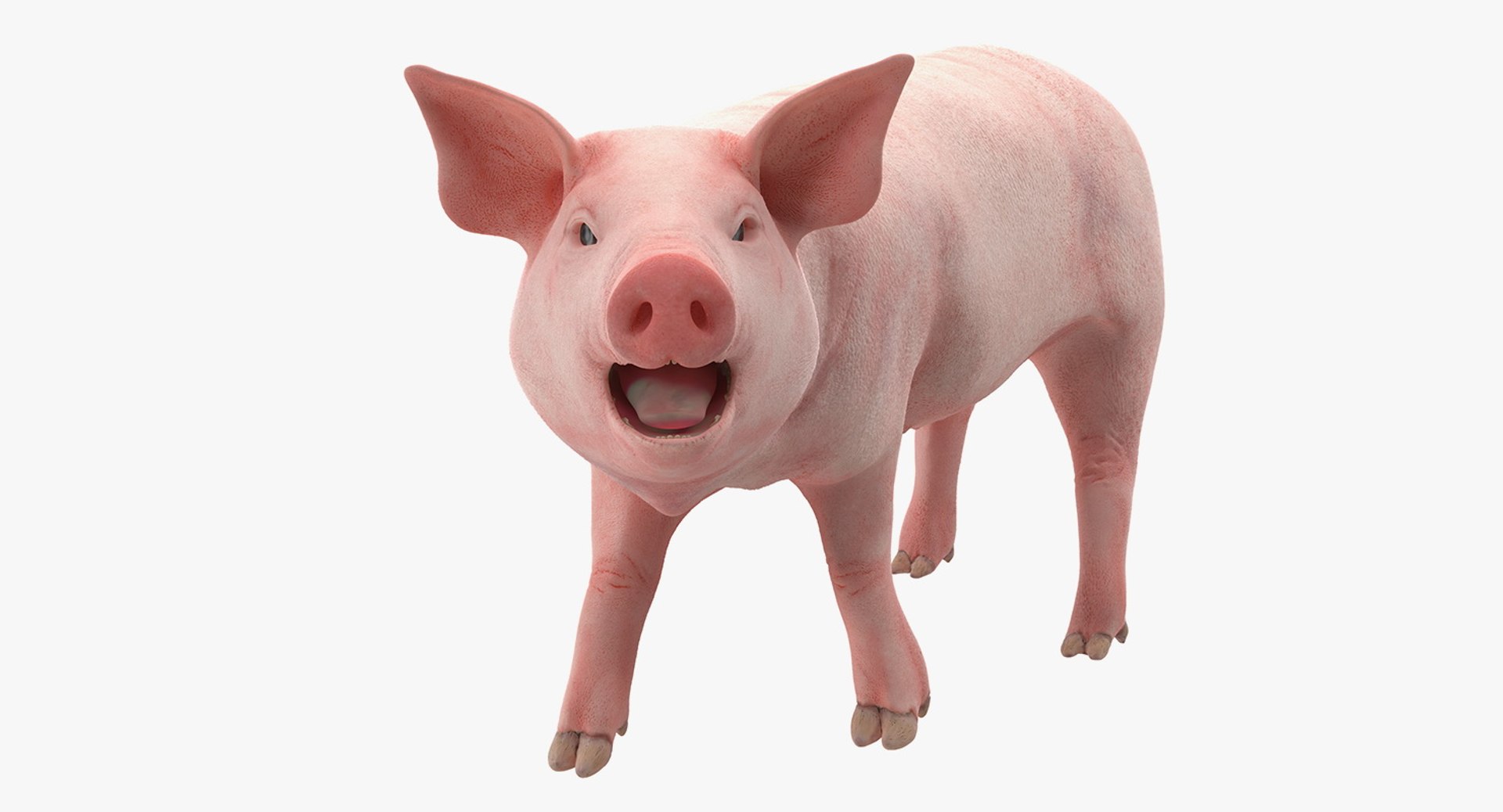 Pig Piglet Landrace Rigged for Cinema 4D 3D model preview