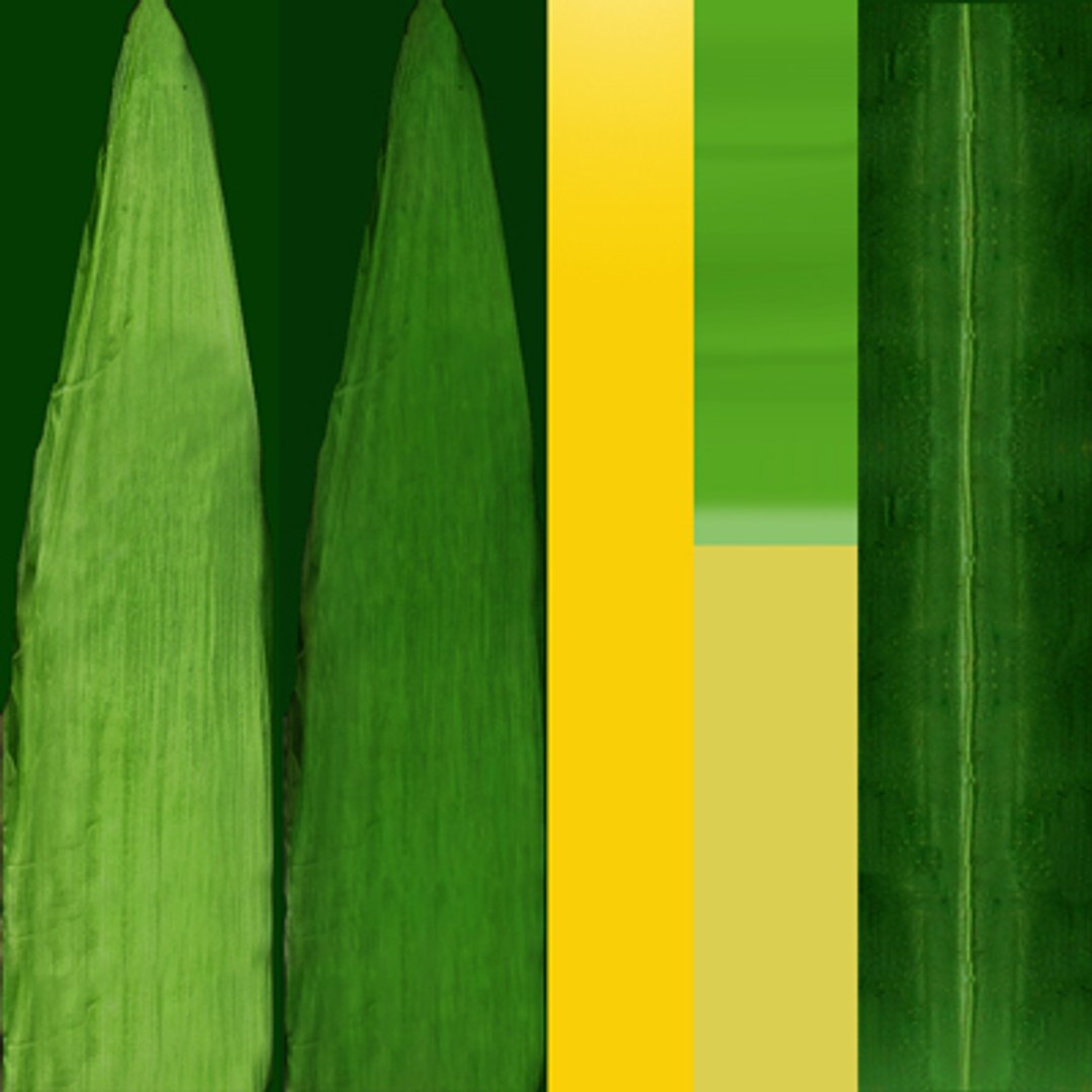 corn field 3d model https://p.turbosquid.com/ts-thumb/UZ/JvzE8U/RlLAXf2j/x8texturepreview/jpg/1283904961/1920x1080/fit_q87/1e8f12867b9a1faf2a27ec31321101052c57ee9c/x8texturepreview.jpg