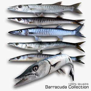 3D Barracuda Collection model