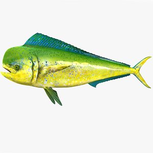 dolphinfish male 3D