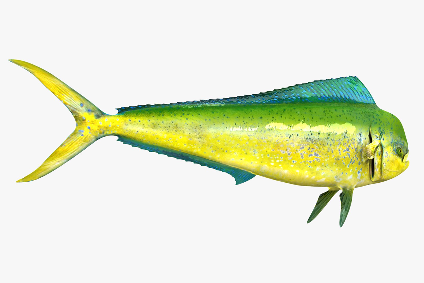 Dolphinfish Male 3D - TurboSquid 1324732