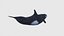 Low Poly Orca Rigged con textura realista