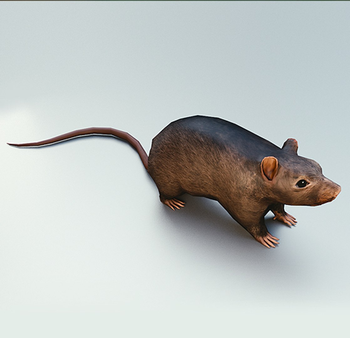 3ds Max Rat Rigged Animations