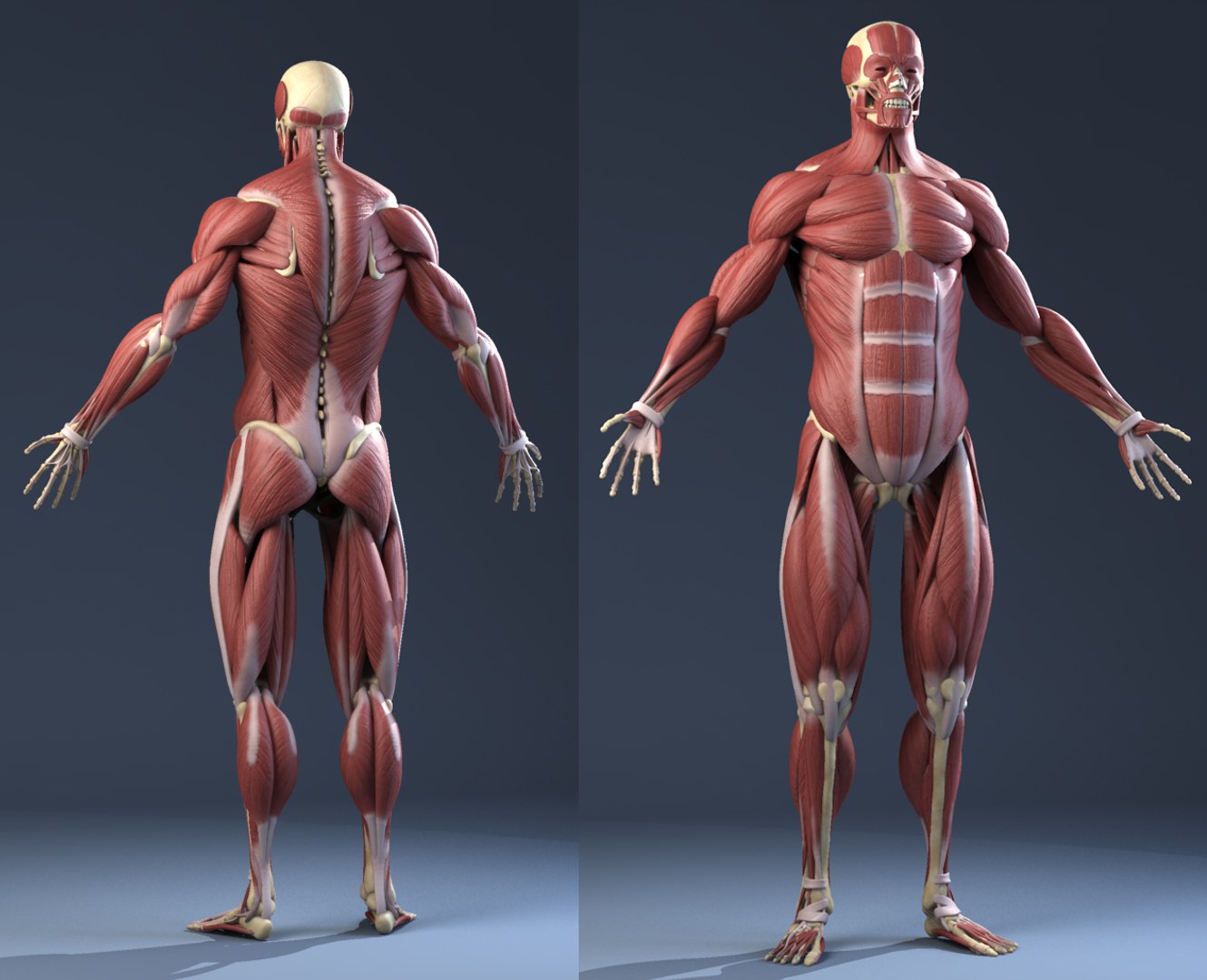 Max Realistic Anatomy Skeleton Muscles