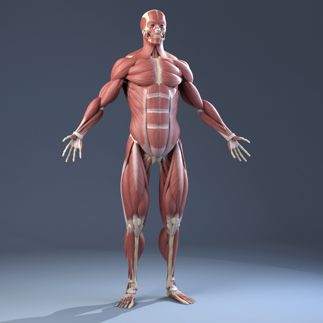 Max Realistic Anatomy Skeleton Muscles