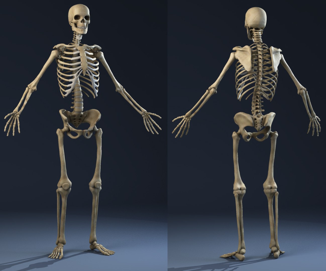 Max Realistic Anatomy Skeleton Muscles