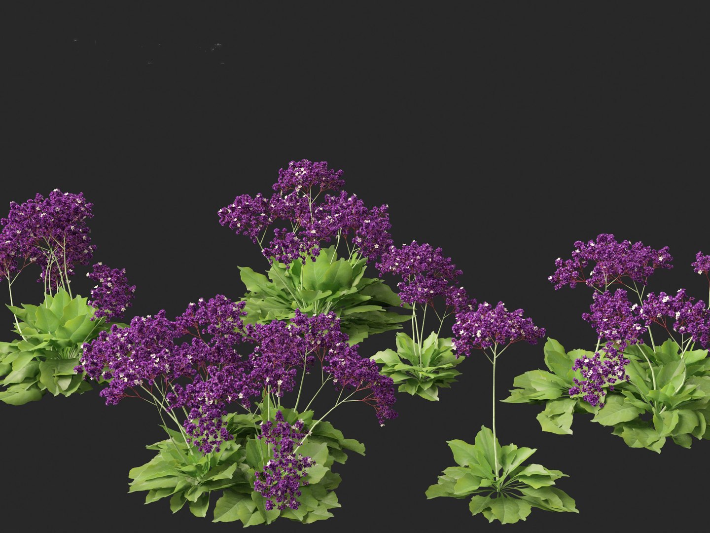 Limonium perezii - Sea lavender 3D model https://p.turbosquid.com/ts-thumb/UZ/ut7v6f/2E/limoniumperezii018/jpg/1698735262/1920x1080/fit_q87/ff2cfbe1f791bcbc10ecbc632ed7ade5a49327e6/limoniumperezii018.jpg