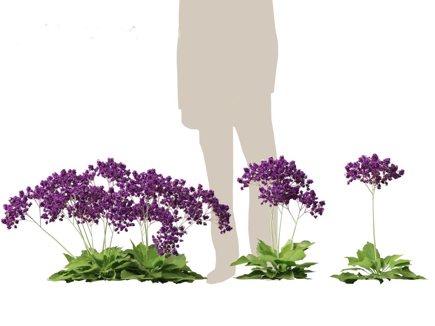 Limonium perezii - Sea lavender 3D model https://p.turbosquid.com/ts-thumb/UZ/ut7v6f/2S/limoniumperezii015/jpg/1698735256/1920x1080/fit_q87/565b42886aead84dec80eb62d521c092e50749d7/limoniumperezii015.jpg
