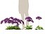 Limonium perezii - Lavande de mer