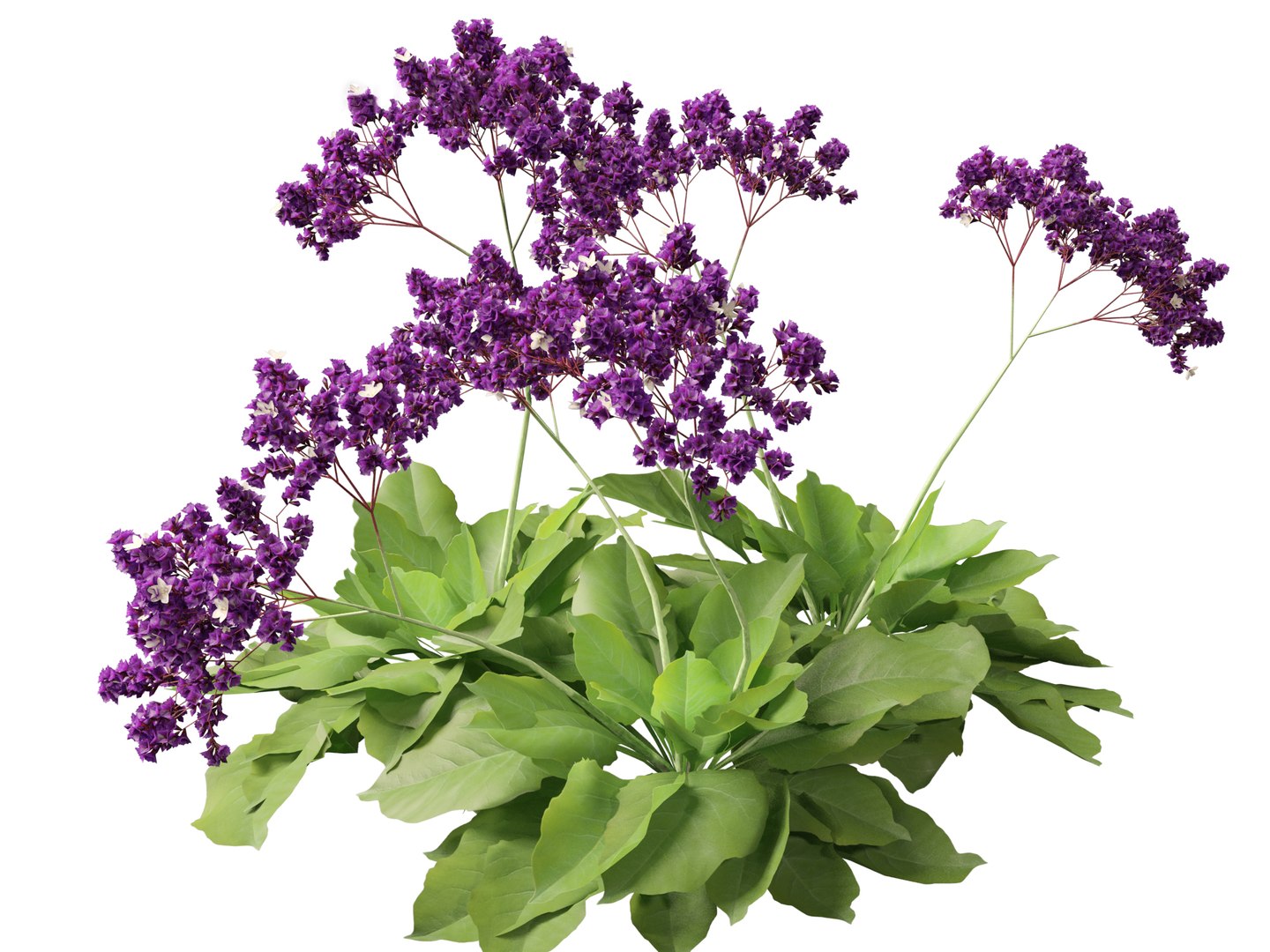 Limonium perezii - Sea lavender 3D model https://p.turbosquid.com/ts-thumb/UZ/ut7v6f/Bl/limoniumperezii019/jpg/1698735268/1920x1080/fit_q87/d65167f420c328558c3de365737c4507c9e7a340/limoniumperezii019.jpg