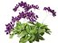 Limonium perezii - Lavande de mer