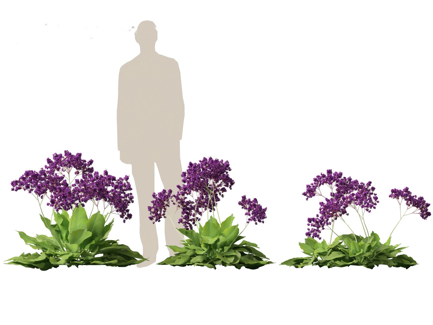 Limonium perezii - Sea lavender 3D model https://p.turbosquid.com/ts-thumb/UZ/ut7v6f/Cz/limoniumperezii013/jpg/1698735256/1920x1080/fit_q87/b50fc1d0e0399df42a8429a3ebe067db6e4c0545/limoniumperezii013.jpg
