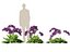 Limonium perezii - Lavande de mer