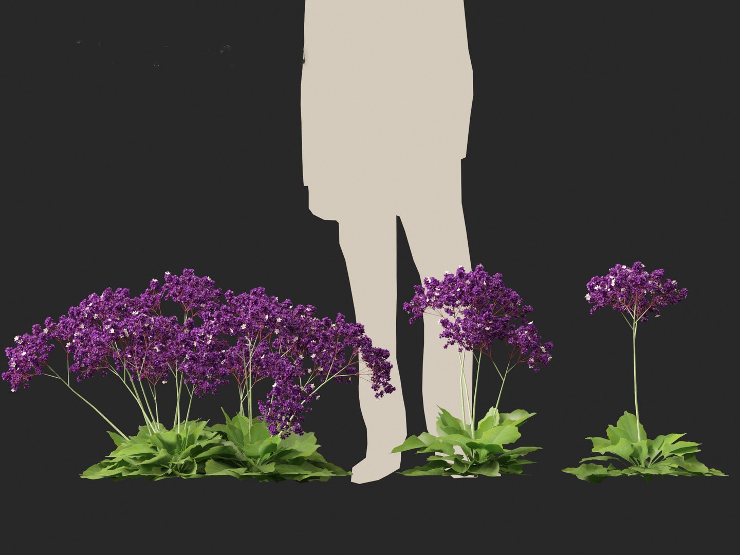 Limonium perezii - Sea lavender 3D model https://p.turbosquid.com/ts-thumb/UZ/ut7v6f/Lo/limoniumperezii016/jpg/1698735257/1920x1080/fit_q87/2f7dd8103f08ba8e2a95171c62046c5d7057494a/limoniumperezii016.jpg