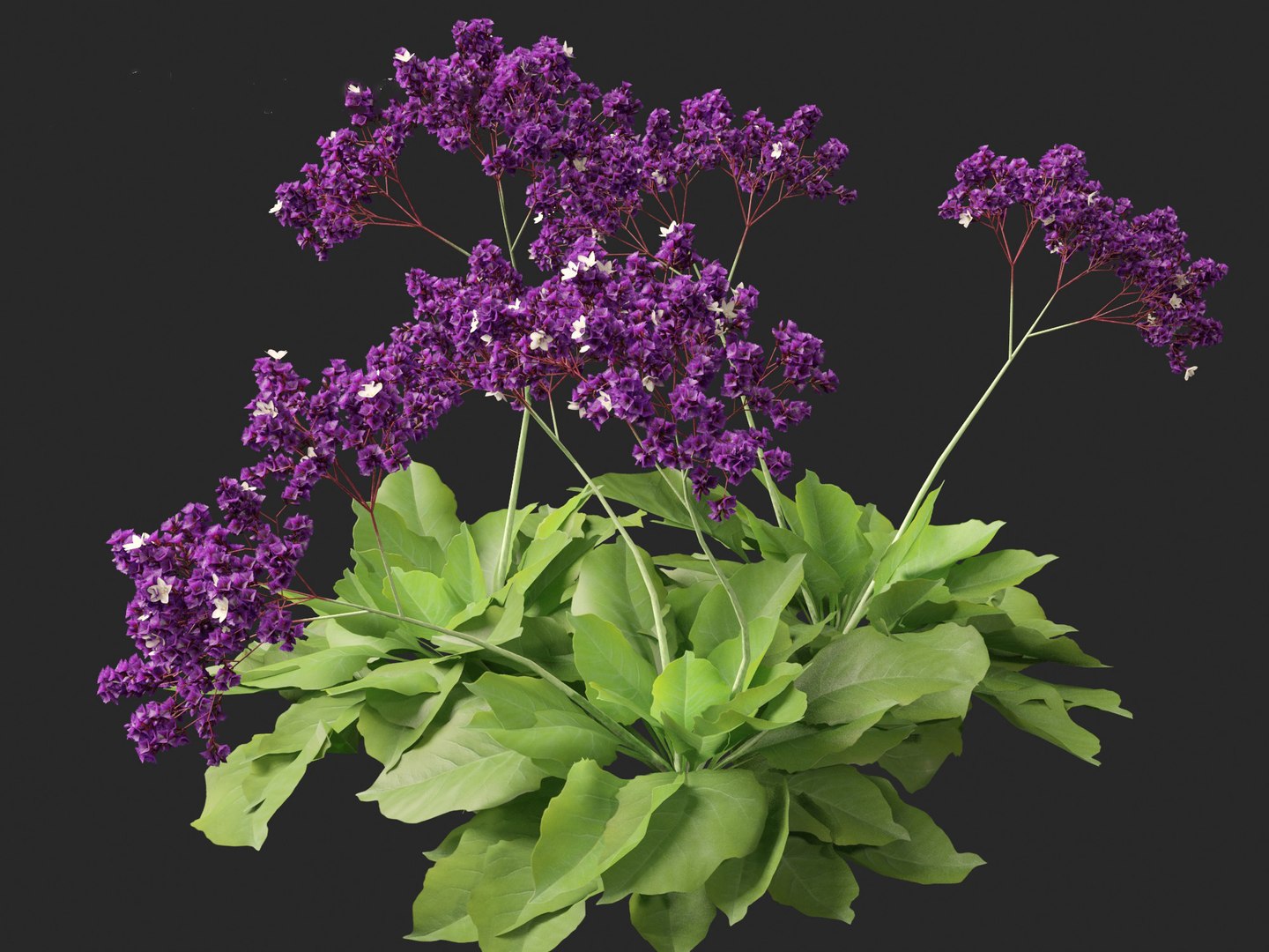 Limonium perezii - Sea lavender 3D model https://p.turbosquid.com/ts-thumb/UZ/ut7v6f/OP/limoniumperezii0110/jpg/1698735261/1920x1080/fit_q87/ff37e8ea3c77addc93b179e815f14f235d6ea811/limoniumperezii0110.jpg
