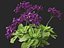 Limonium perezii - Lavande de mer