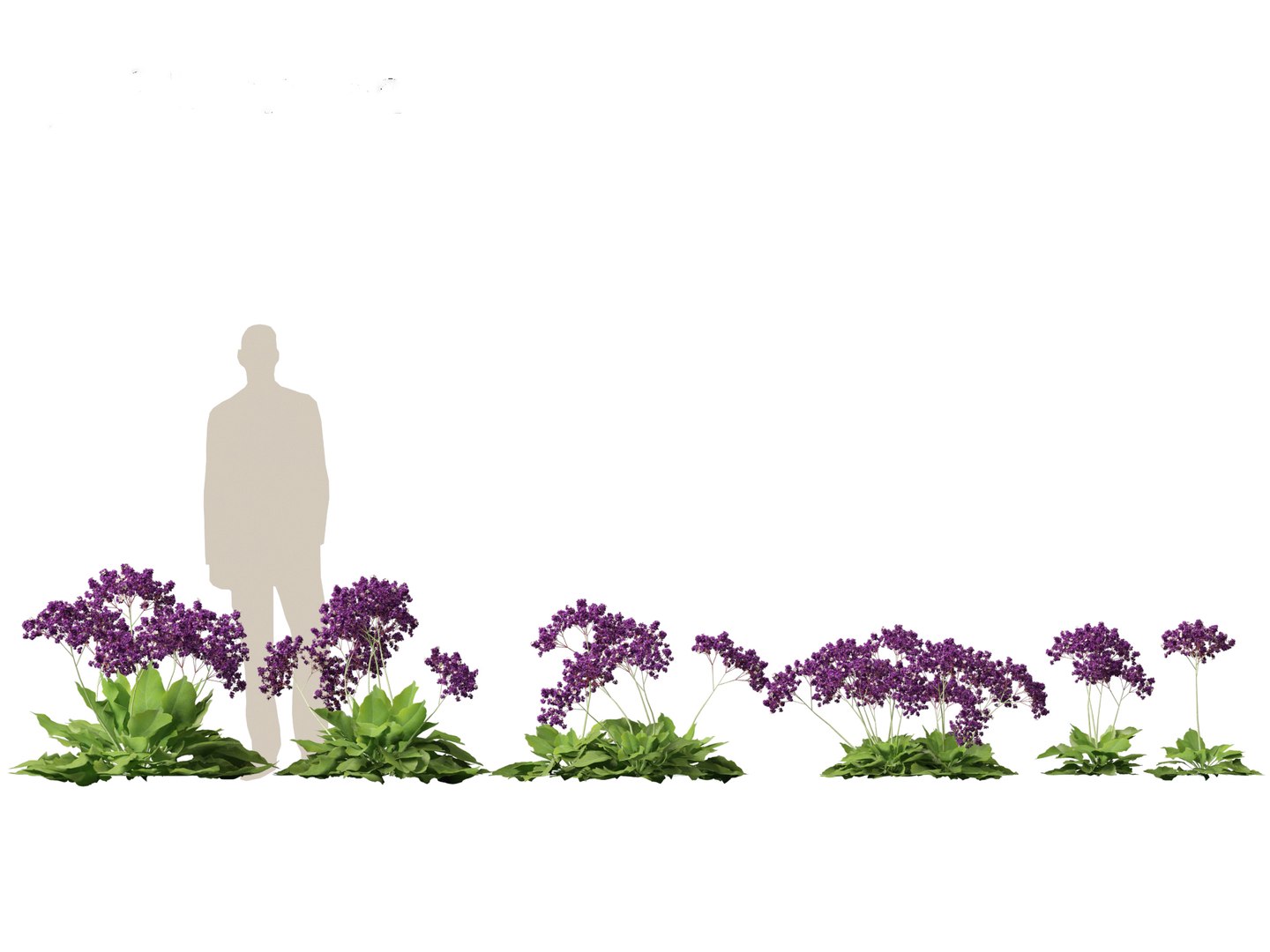 Limonium perezii - Sea lavender 3D model https://p.turbosquid.com/ts-thumb/UZ/ut7v6f/Sn/limoniumperezii011/jpg/1698735251/1920x1080/fit_q87/b2bda0f9782a0f2141dbdaabfde6416c6d877903/limoniumperezii011.jpg