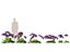 Limonium perezii - Lavande de mer