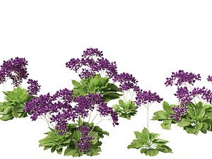 Limonium perezii - Sea lavender 3D model