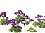 Limonium perezii - Lavande de mer
