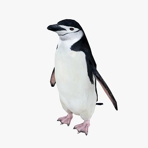 penguin chinstrap low-poly 3D model