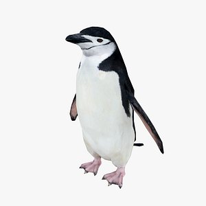 Chinstrap Penguin Low-poly- Animated