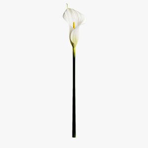 Calla Lily Single Flower 3D model