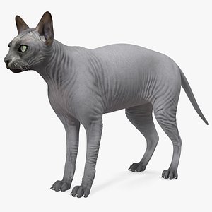 sphynx cat solid color 3D model