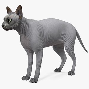 Sphynx Cat Solid Color Black