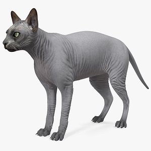 Sphynx Cat Solid Color Black