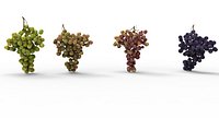 grape 4 types
