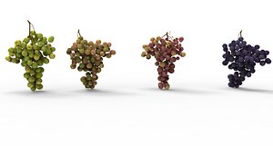 grape 4 types