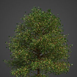 3D tree nature model