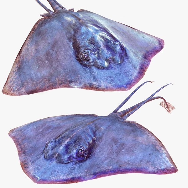 modèle 3D de Poisson Raie Manta - TurboSquid 2163230