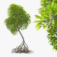 Mangrove Bush
