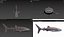 3D Whale Shark Static