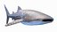 3D Whale Shark Static