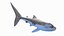 3D Whale Shark Static