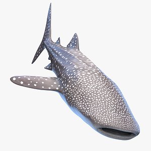 3D Whale Shark Static