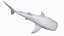 3D Whale Shark Static